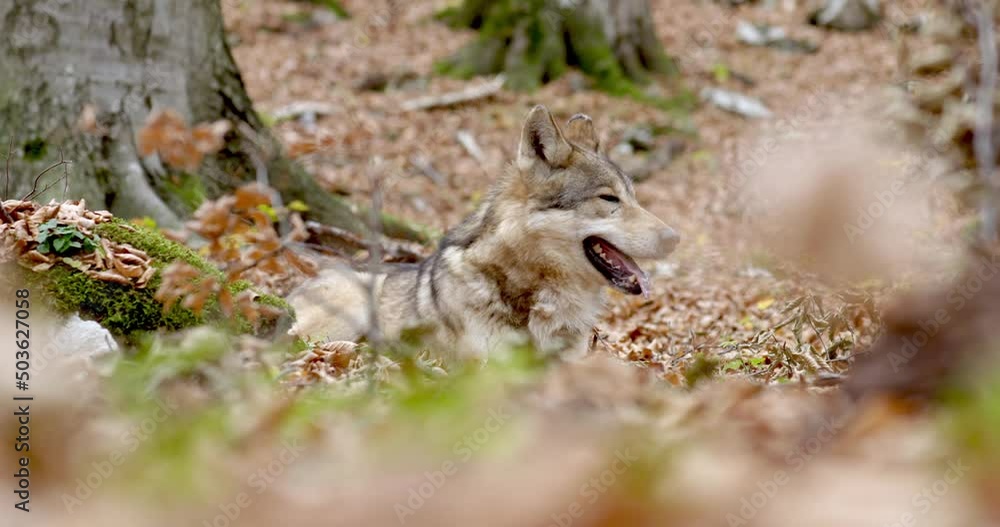 Gray wolf (Canis Lupus) resting in the autumn forest Gray wolf (Canis Lupus) resting in the autumn forest