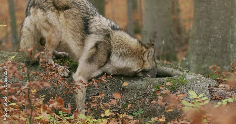 Gray wolf (Canis Lupus) looking for food in the autumn forest Gray wolf (Canis Lupus) looking for food in the autumn forest