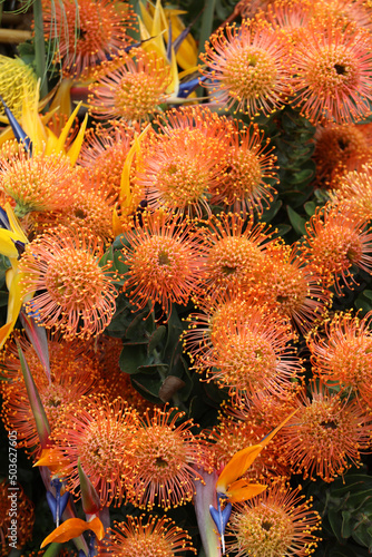  orange flower of Pincushions or Leucospermum condifolium. photo