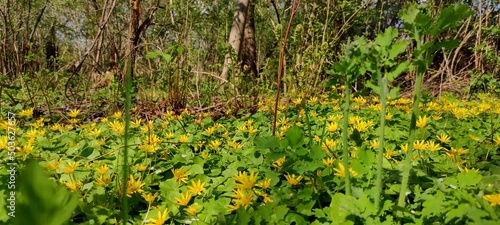 Wiosenne, żółte kwiaty w dzikim ogrodzie