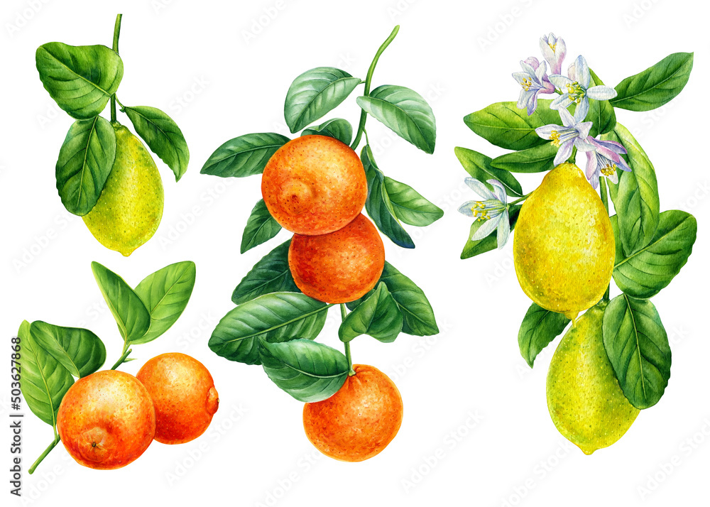 Branch of orange, mandarin, lemon on an isolated white background, Watercolor illustration, botanical painting Branch of orange, mandarin, lemon on an isolated white background, Watercolor illustration, botanical painting