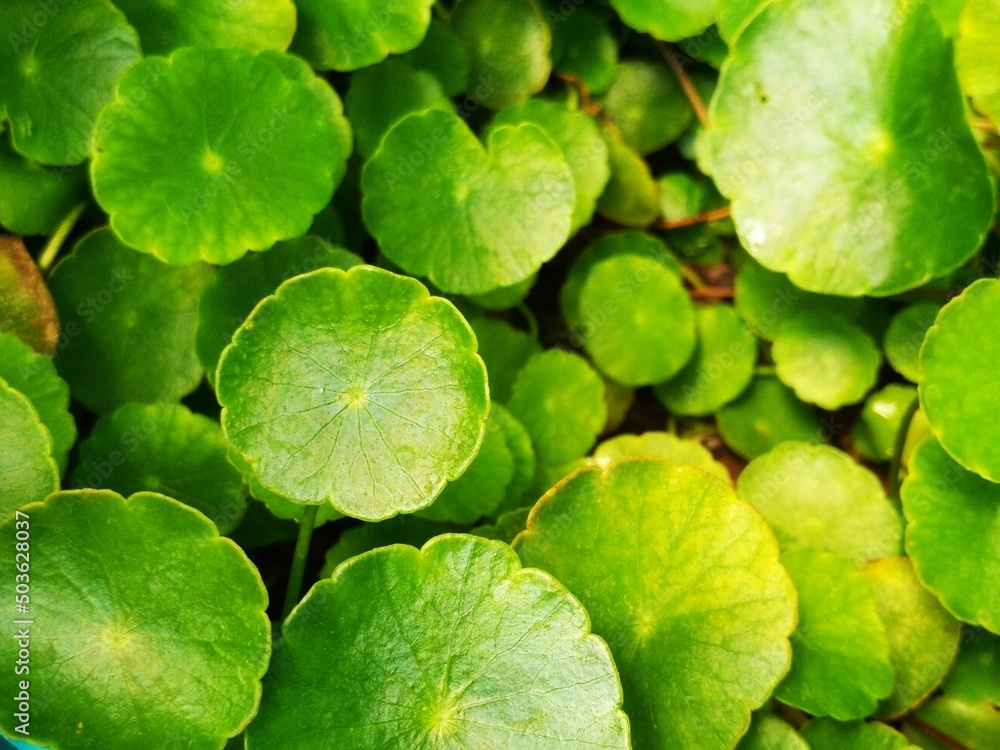 close up of green leaves