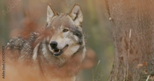 Gray wolf (Canis Lupus) in the autumn forest
