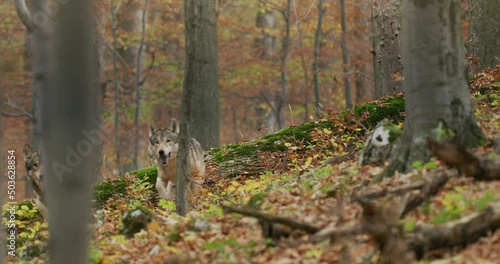 Gray wolves (Canis Lupus)  running in the autumn forest