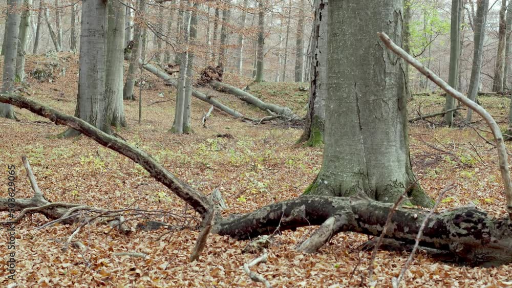 European Gray Wolves (Canis Lupus Lupus) Is Running In The Forest European Gray Wolves (Canis Lupus Lupus) Is Running In The Forest