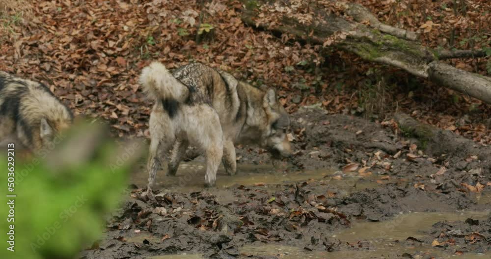 Gray wolves (Canis Lupus) sniffing a forest puddle in the autumn forest Gray wolves (Canis Lupus) sniffing a forest puddle in the autumn forest