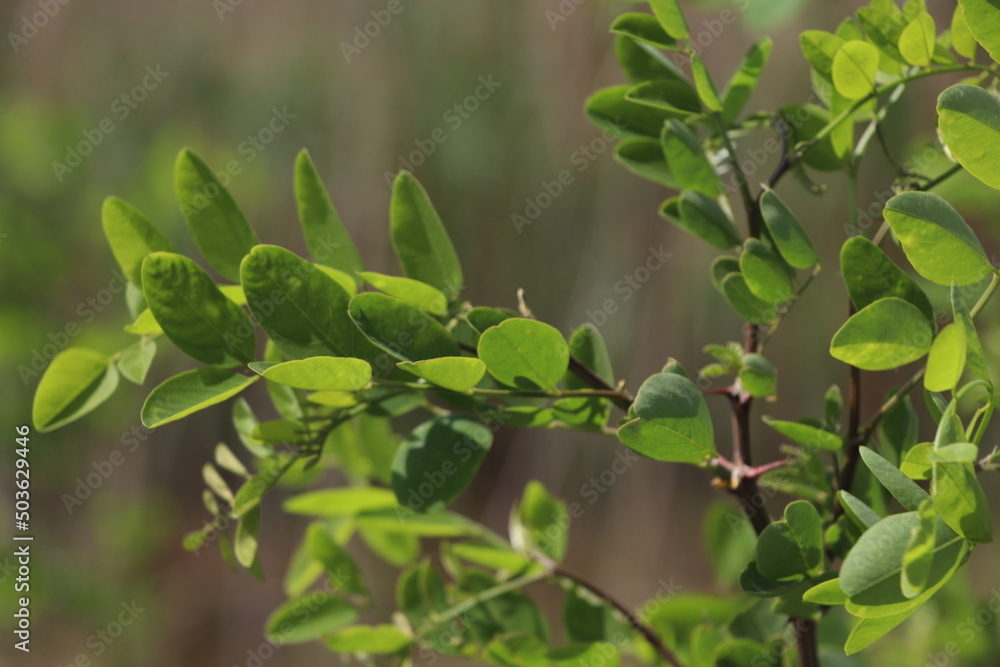 Small tree leaves, background image