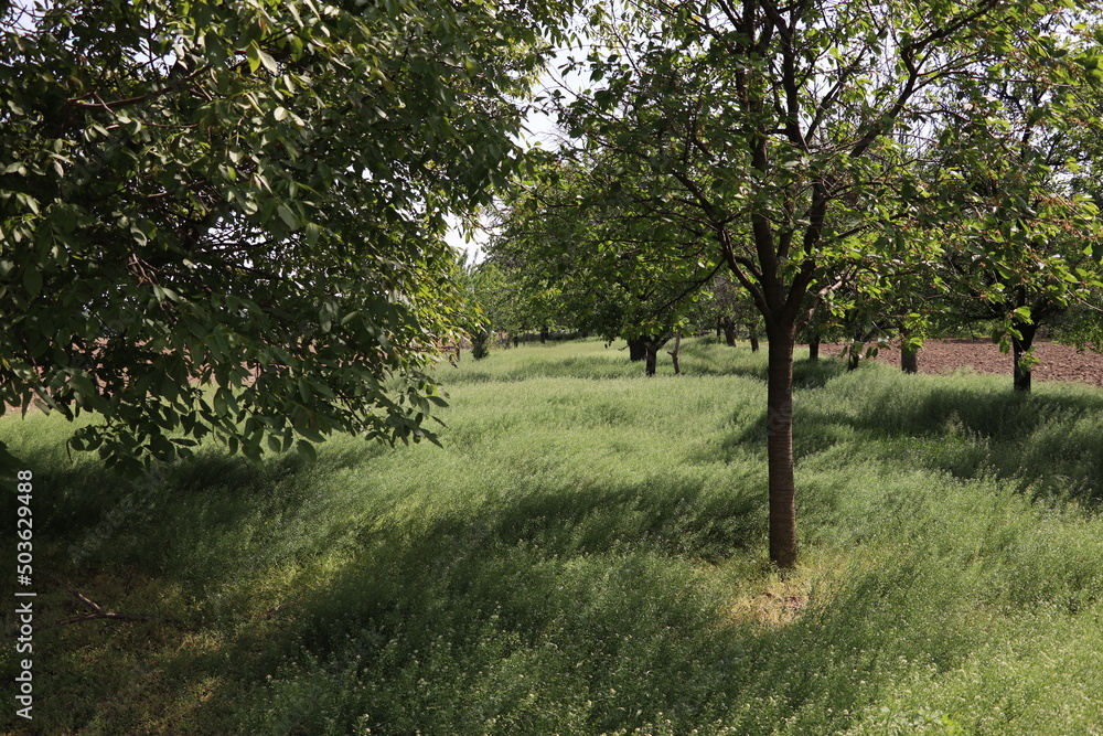 Green grass in the orchard under the tree Green grass in the orchard under the tree