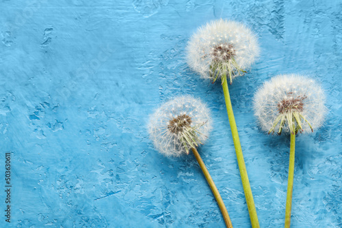 Beautiful dandelions on blue background photo