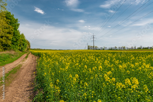 Beautiful countryside road in the rapeseed field.