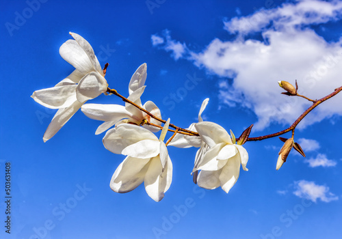 In the spring bloom white magnolia flowers bloom on a twig
