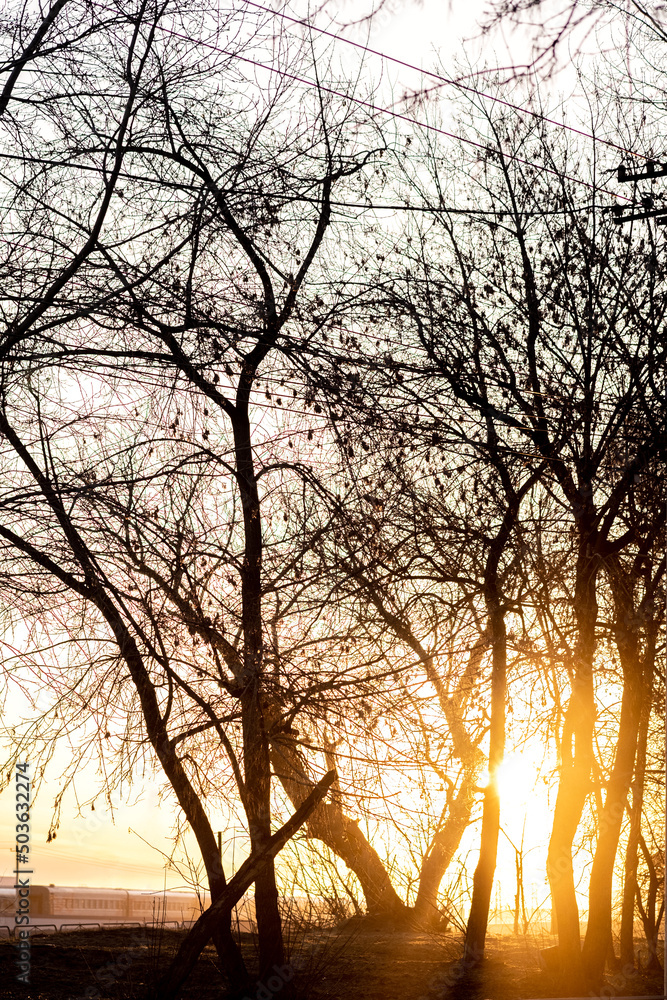 Landscape with trees and the setting sun. Landscape with trees and the setting sun.