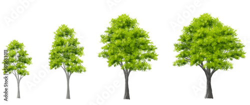 Vector set of tropical green tree side view isolated on white background for landscape and architecture drawing  elements for environment and garden