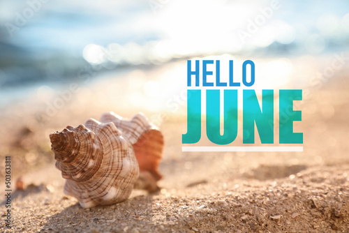 Hello June. Beautiful sea shell on sandy beach photo