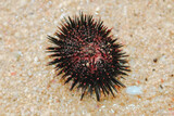 Sea urchin on the beach sand in Gunungkidul