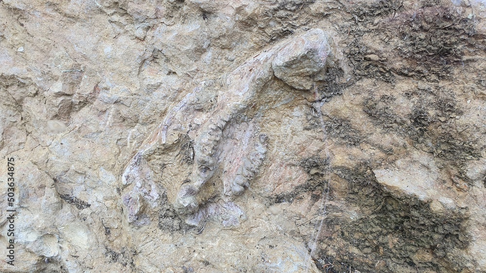 Naklejka premium fossile