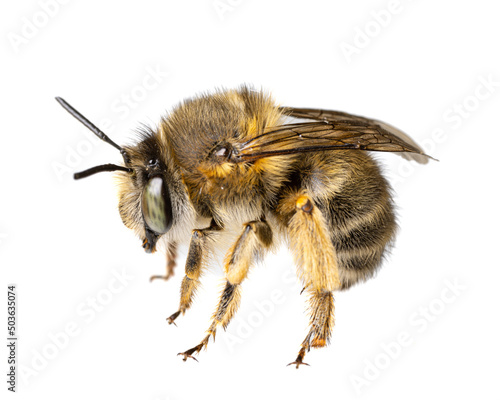 insects of europe - bees: macro of female Anthophora crinipes (Pelzbienen)  isolated on white background - details of legs © unpict