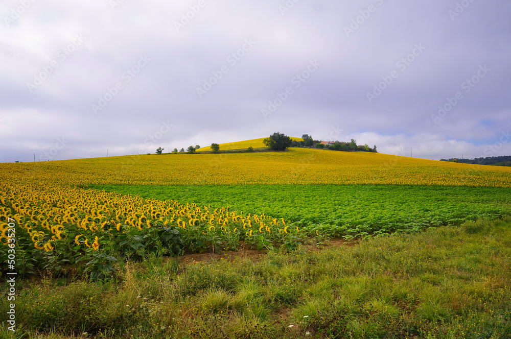 Champ de tournesols