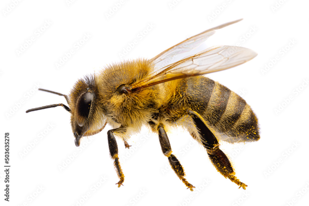 insects of europe - bees: side view macro of western honey bee ( Apis mellifera) isolated on white background with wings spreaded insects of europe - bees: side view macro of western honey bee ( Apis mellifera) isolated on white background with wings spreaded