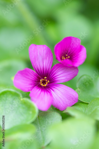 野に咲く紫色の小さな花