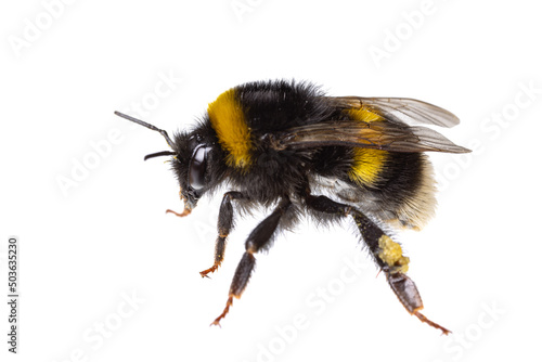 Slika na platnu insects of europe - bees: side view macro of female bumblebee (complex Bombus lu