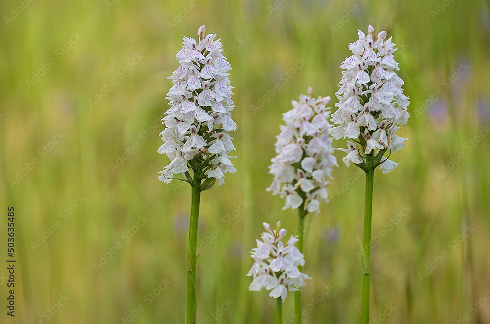 Fototapeta premium 4 orchis tachetées sur fond flou