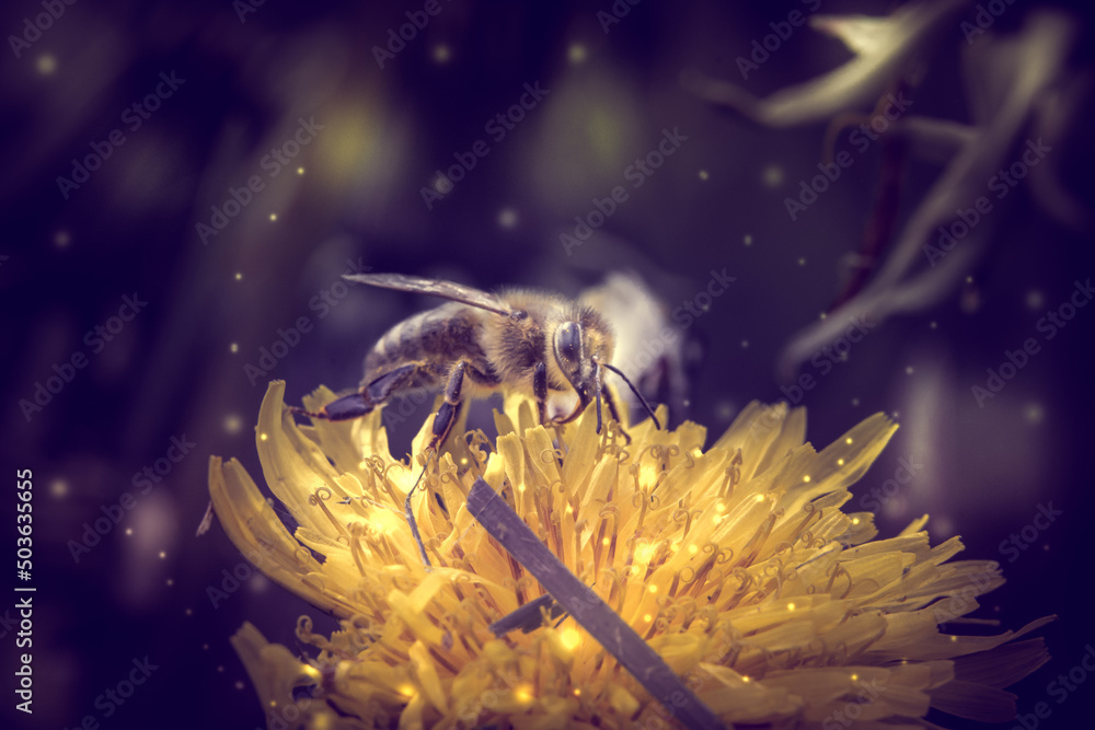 Closeup shot of a bee collecting pollen from the yellow dandelion with 3d rendered lights o - obrazy, fototapety, plakaty 