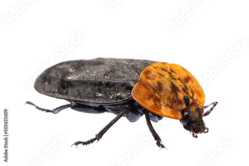 insects of europe - beetles: side view of red-breasted carrion beetle ( Oiceoptoma thoracicum german Rothalsige Silphe )  isolated on white background © unpict