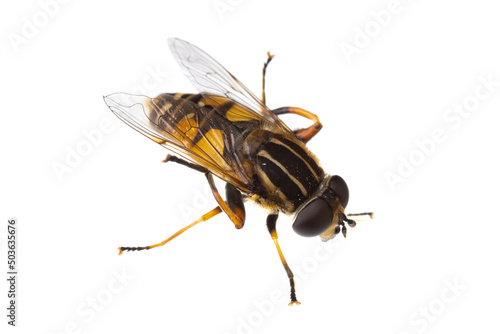 insects of europe - flies: macro of hoverfly Helophilus pendulus ( dangling marsh-lover hoverfly german Gemeine Sumpfschwebfliege ) isolated on white background - top view photo