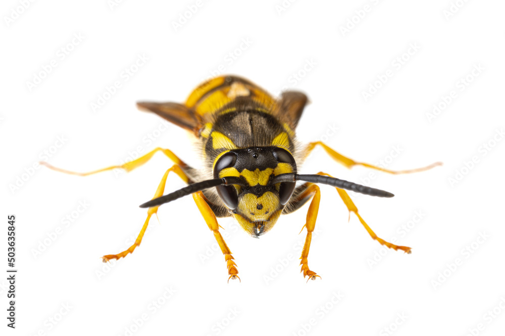 insects of europe - wasps: macro of Vespula germanica german wasp european wasp isolated on white background front view insects of europe - wasps: macro of Vespula germanica german wasp european wasp isolated on white background front view