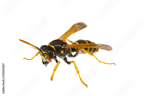 insects of europe - wasps: macro of paper wasp ( Polistes nimpha ) isolated on white background - diagonal view