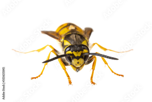 insects of europe - wasps: macro of Vespula germanica  german wasp european wasp  isolated on white background  front view