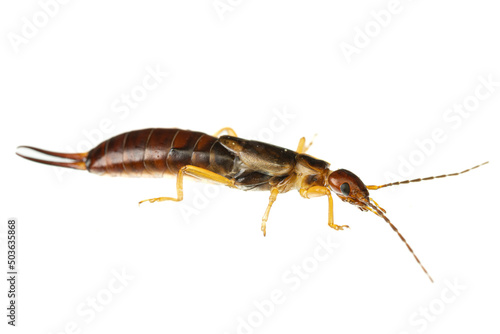 insects of europe: macro of common earwig ( Forficula auricularia german Gemeiner Ohrwurm ) isolated on white background - side view photo