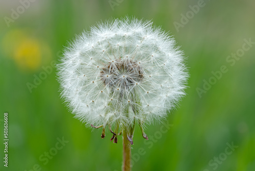 Dandelion Seed Head