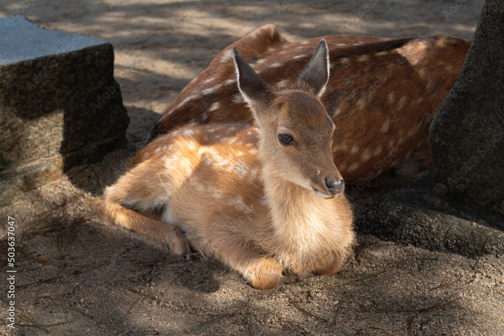 宮島で撮影した木陰で休憩する子鹿