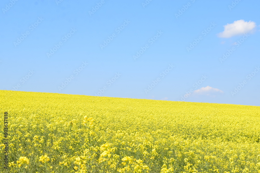 gelbe Felder bis zum Horizont