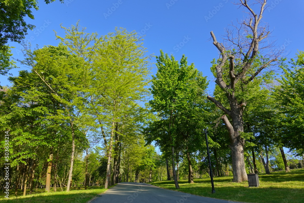 Different species of evergreen coniferous trees, yew trees, taxus baccata growing on a green lawn in a garden with a winding garden footpath, walkway, road. Different species of evergreen coniferous trees, yew trees, taxus baccata growing on a green lawn in a garden with a winding garden footpath, walkway, road.