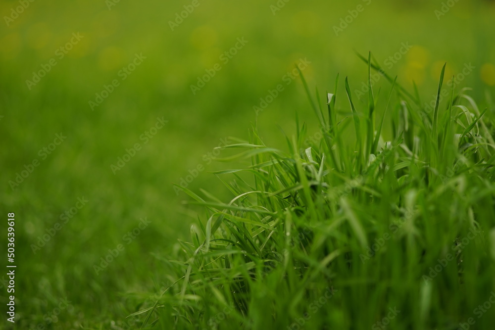 Obraz premium Natural floral background with vivid green grass in spring field