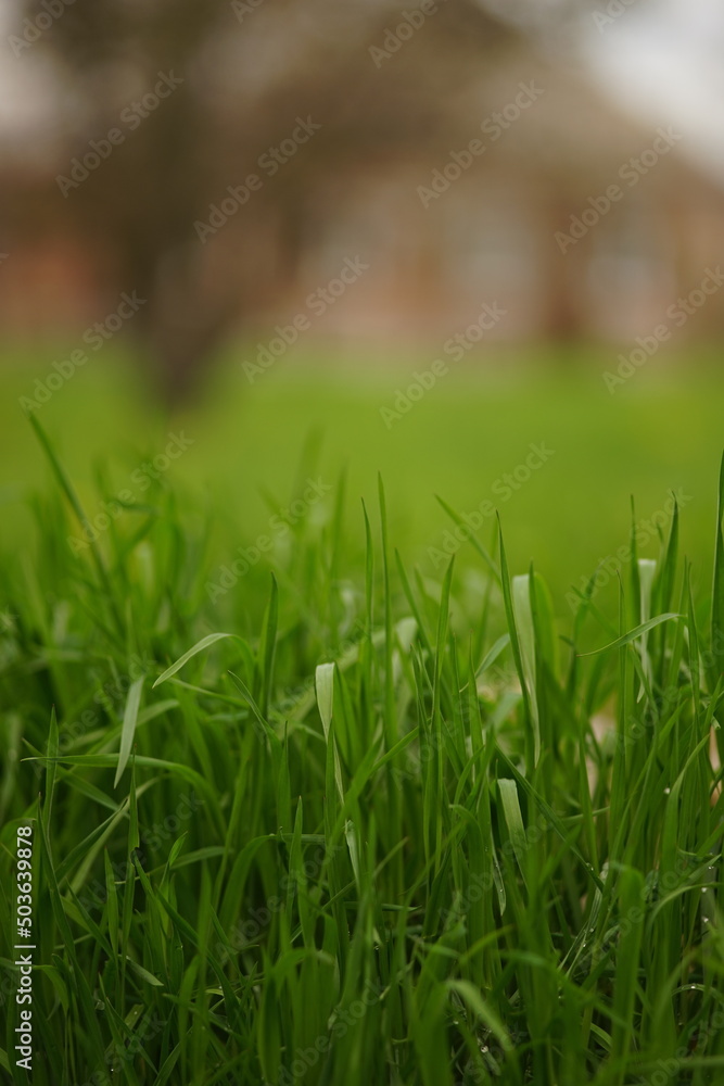Natural floral background with vivid green grass in rural spring