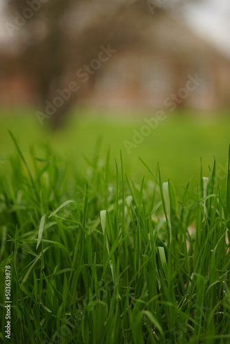 Natural floral background with vivid green grass in rural spring