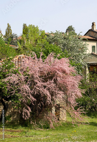 big tamarisk in bloom in country village photo