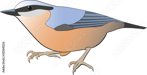 Eurasian nuthatch or wood nuthatch  (Sitta europaea) , with  the swedish name Nötväcka.
