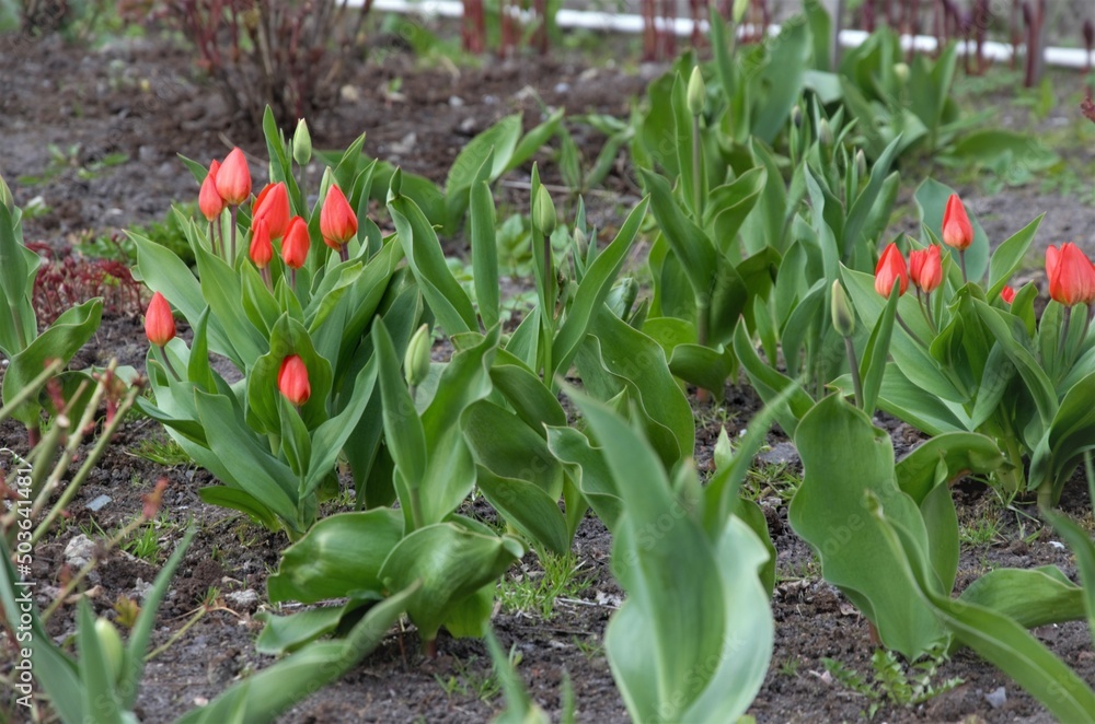 Obraz premium tulip flowers in the garden. The concept of decoration and design of the garden, lawn