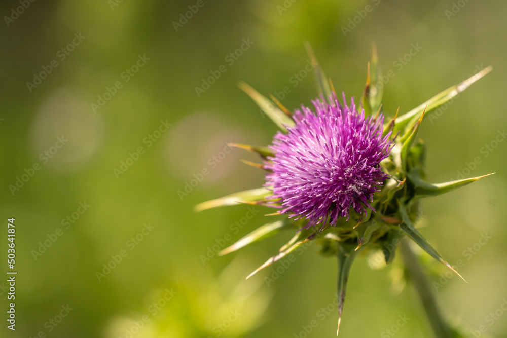 Close-up of Milk thistle (Silybum marianum) Close-up of Milk thistle (Silybum marianum)
