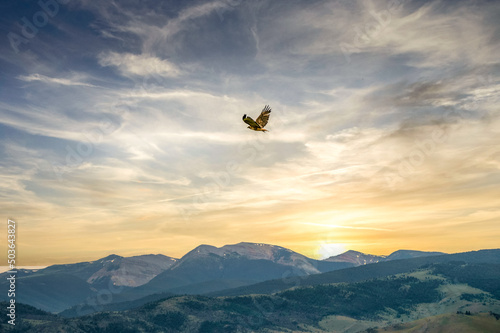 Fotografie, Obraz Hawk Flying against Montana Sunset