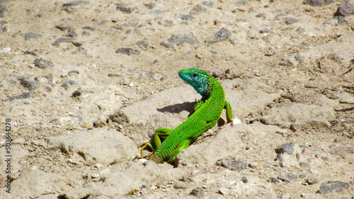 green lizard on the sand