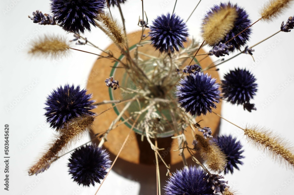 Obraz premium Echinops ritro, Azurite