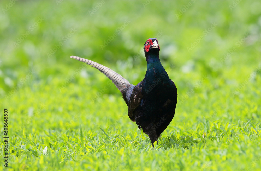 Obraz premium Tenebrosus male pheasants displaying in spring mating season in a grassland.