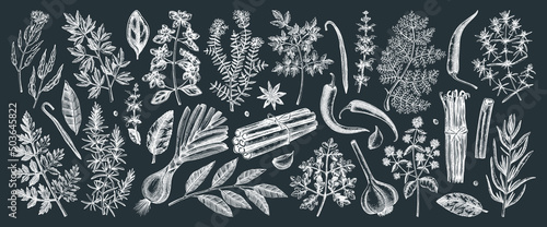 Hand drawn herbs and spices sketches collection. Hand sketched food illustrations on chalkboard. Vintage aromatic plants set in sketch style. Kitchen spice and herbs black and white drawings