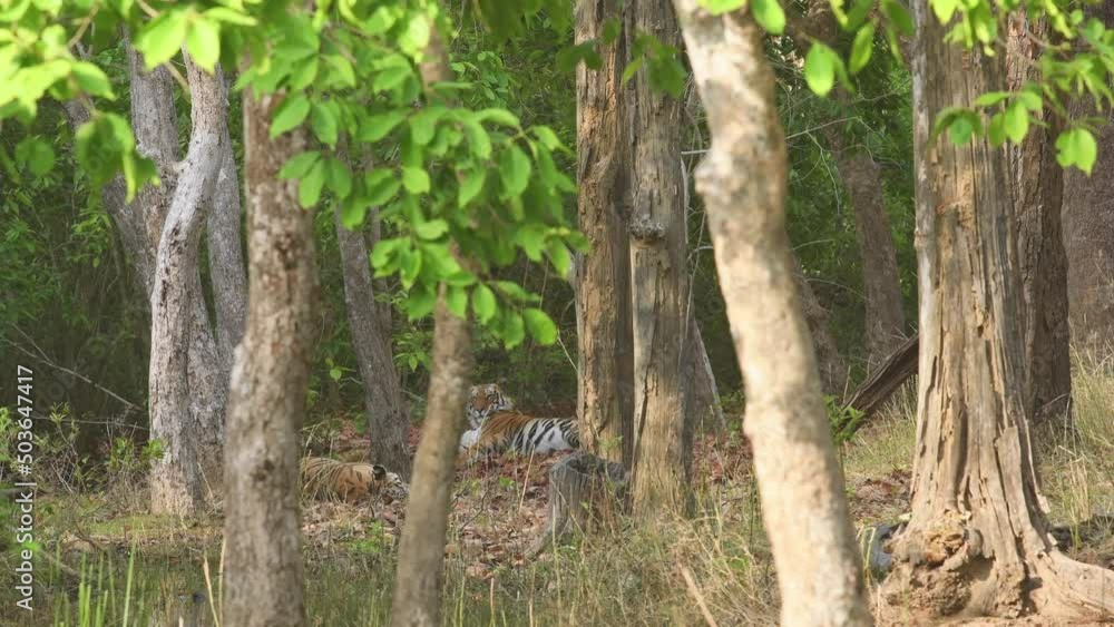 wide shot of Wild female bengal tiger with her adult cub resting in cold place and deep in woods at bandhavgarh national park forest reserve madhya pradesh india asia - panthera tigris tigris wide shot of Wild female bengal tiger with her adult cub resting in cold place and deep in woods at bandhavgarh national park forest reserve madhya pradesh india asia - panthera tigris tigris